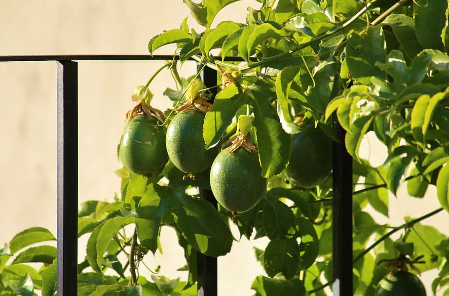 Passion Fruit, Passion Flower, Climber, food and drink, healthy eating HD wallpaper