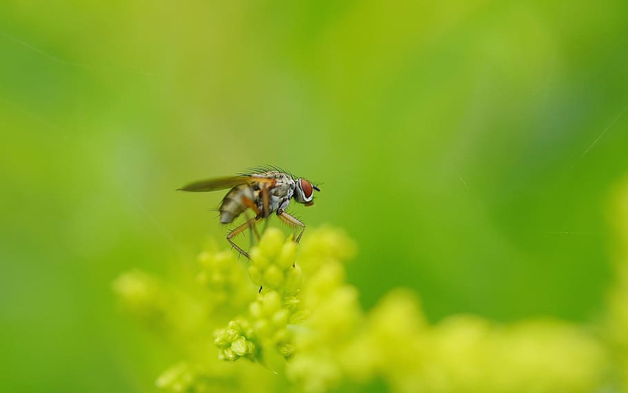 Grey flies. Лягушка травяная вредитель пчел. Кто ест цветочную муху на лугу.