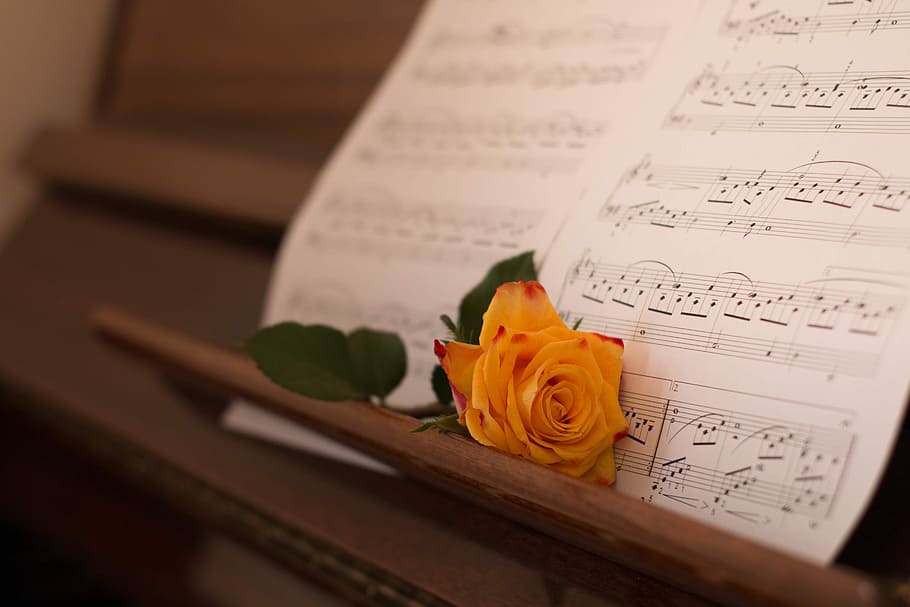 yellow rose beside music score, paper, clef, old, piano, tones