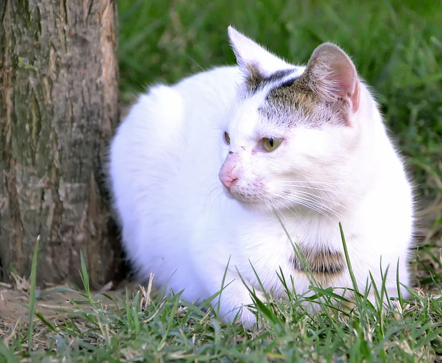 white cat, animal, cute, park, sweet, animal portrait, pet, HD wallpaper