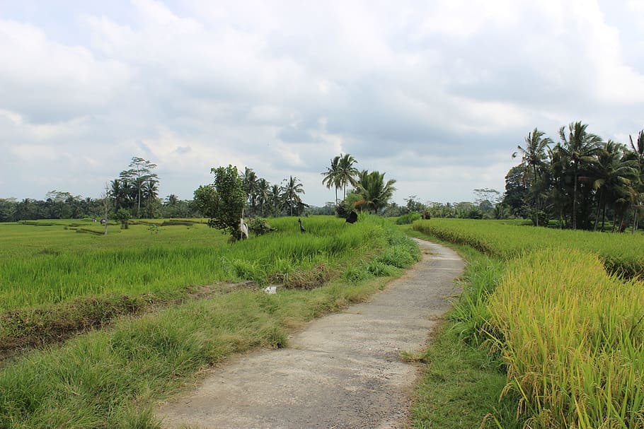 rice fields, farm, road, plant, cloud - sky, landscape, growth HD wallpaper