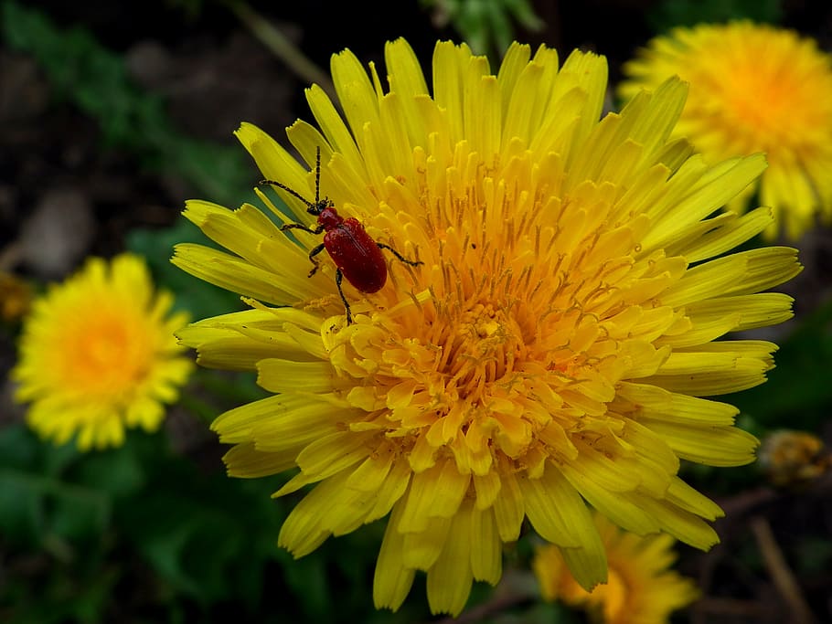 insect, beetle, flower, dandelion, yellow, red, bright, orange HD wallpaper