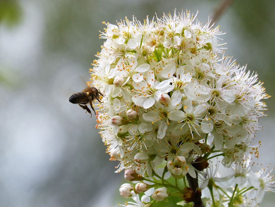 fruit tree, plum, flowering tree, bee, libar, nature, plant HD wallpaper