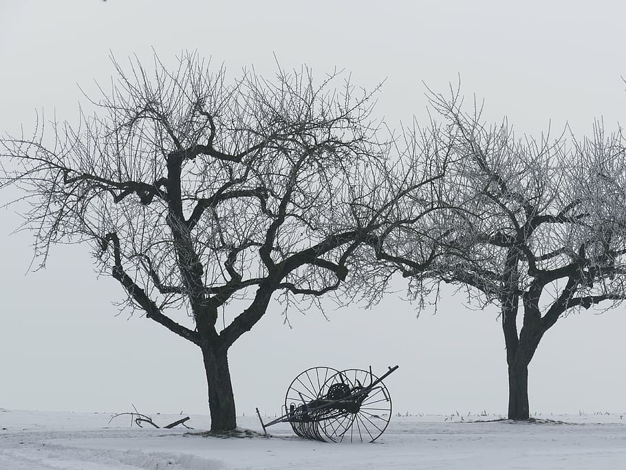winter, trees, kahl, snow, still life, hay tedders, agriculture HD wallpaper