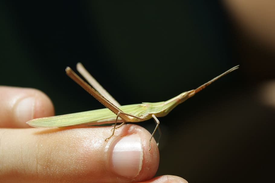 insect, macro, nature, insects, campaign, detail, hand, finger HD wallpaper
