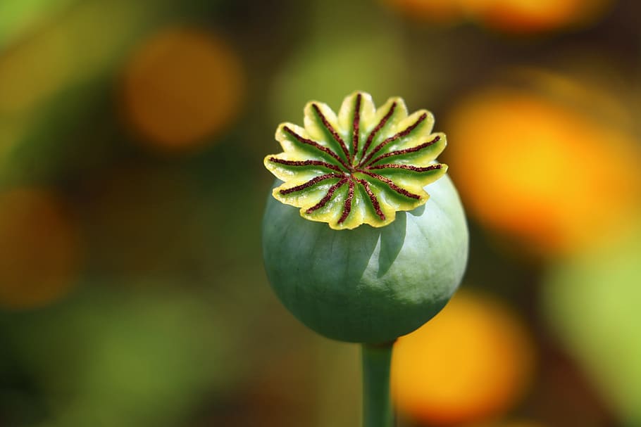 opium, seed box, colors, freshness, food, food and drink, close-up HD wallpaper