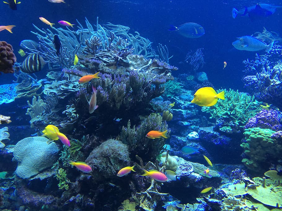 HD wallpaper: school of fish, underwater, tropical, ocean, nature, reef,  coral