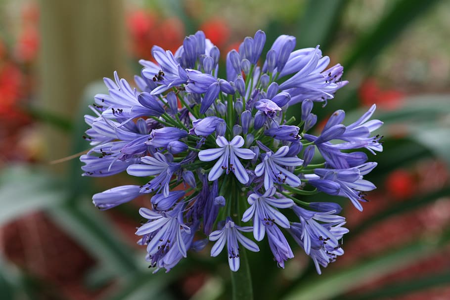Flower, Bloom, Agapanthus, purple, nature, beauty in nature HD wallpaper