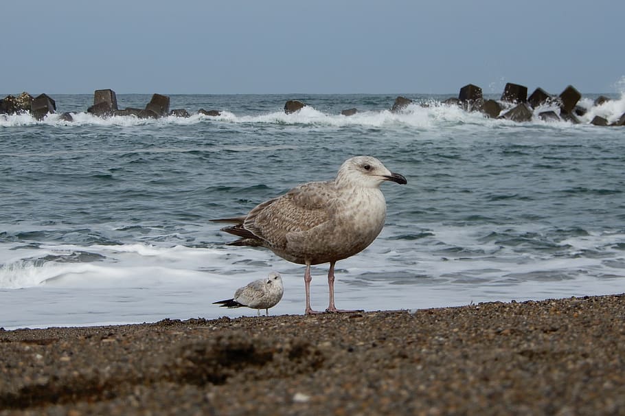 Animal, Sea, Beach, Wave, Sea Gull, seagull, seabird, wild animal HD wallpaper