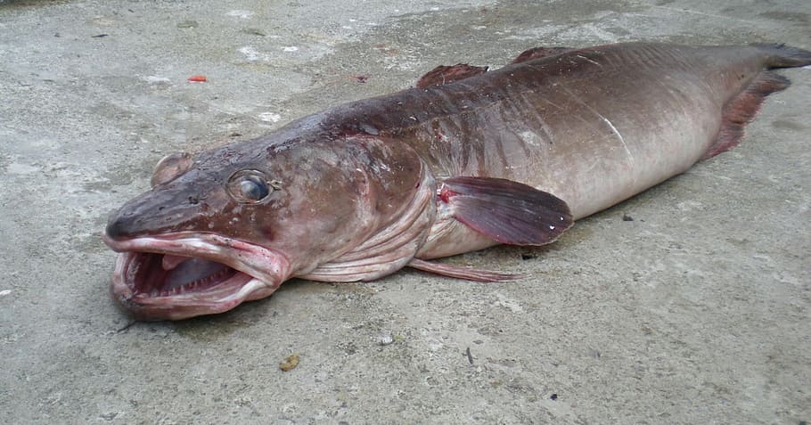 dead, fish, fresh, big, large, saltwater, catch, fishing, fisherman HD wallpaper