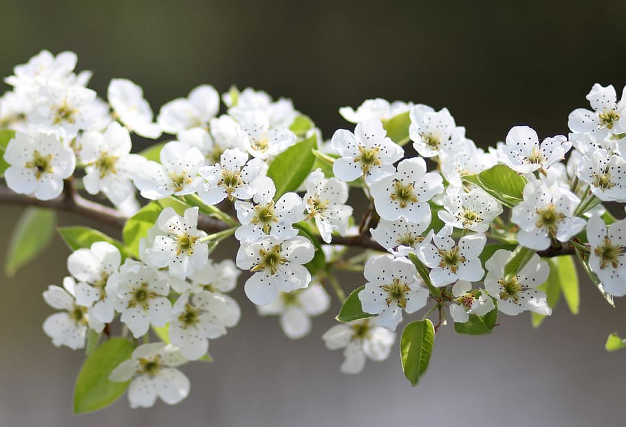 flowers, white, tree, fruit, casey, spring, flourished, flowering plant HD wallpaper