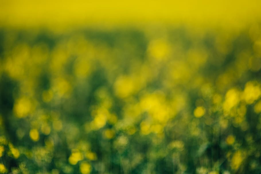 Rape field on a sunny day, summer, flower, yellow, background HD wallpaper