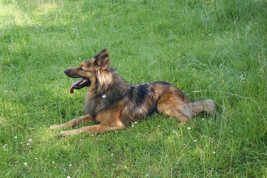 german shepherd mixed with fox