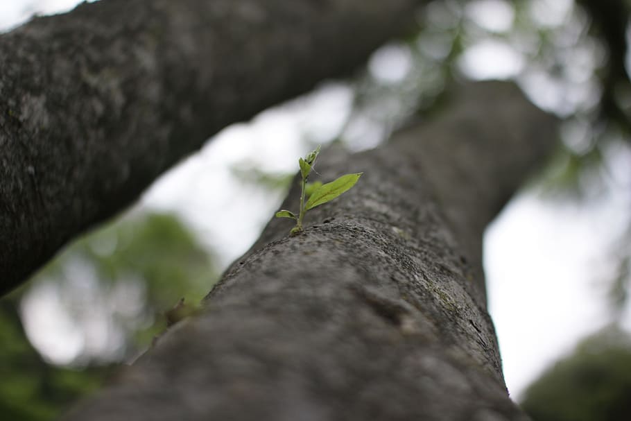 tree, plant, leaf, bark, nature, branch, outdoor, life, grow HD wallpaper