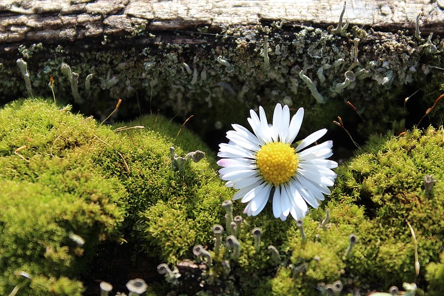 Moss, Daisy, Deco, Nature, Decoration, wood, green, garden HD wallpaper