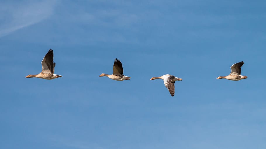 four flying white birds under blue skies, geese, flock of birds, HD wallpaper
