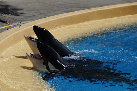 orka, killer whale, begging, foot, tooth, pool, swimming pool HD wallpaper
