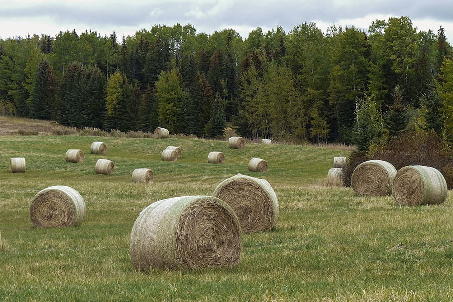 Hay, Balls, Field, Grass, Landscape, countryside, outside, scene HD wallpaper