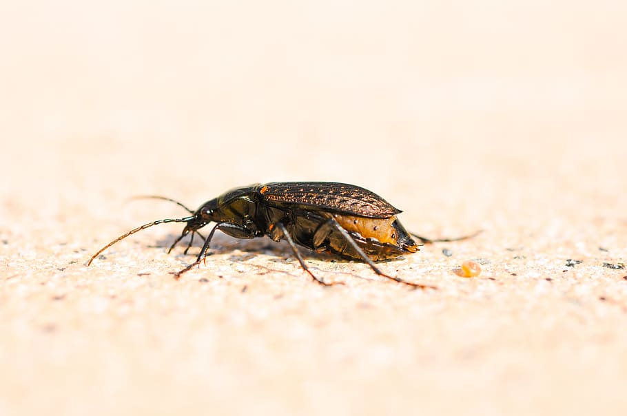 Bug, Nature, Animal, one animal, animal themes, animal wildlife HD wallpaper