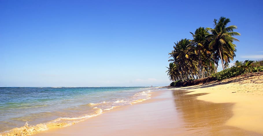 beach near seashore, dominican republic, punta cana, coconut trees, HD wallpaper