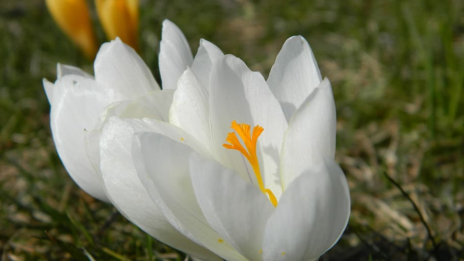 crocus, white, flower, plant, spring, flowering plant, petal HD wallpaper