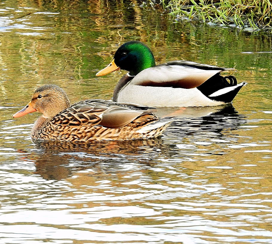 ducks, lake, swimming, bird, animals in the wild, animal themes HD wallpaper