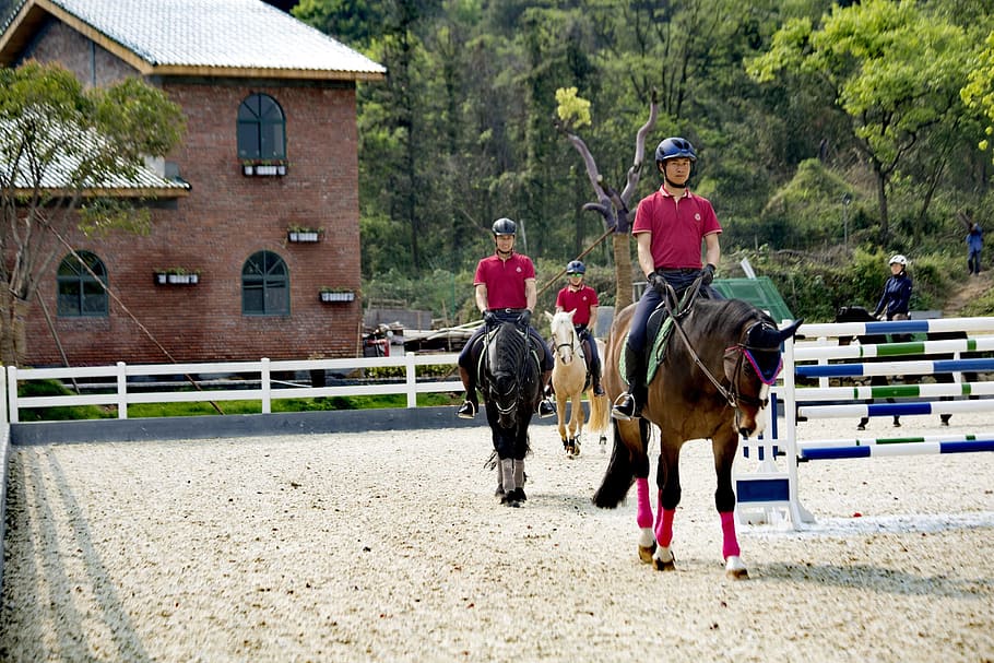 horse, riding, equestrian, domestic animals, livestock, mammal HD wallpaper