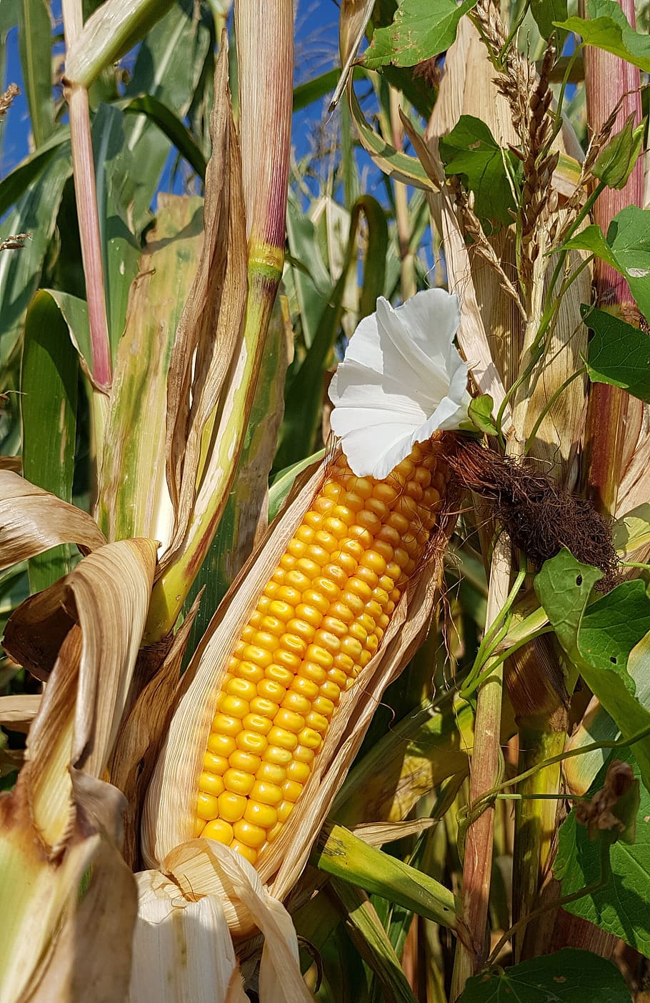 corn, corn on the cob, corn field harvest, fodder plant, fodder maize, HD wallpaper