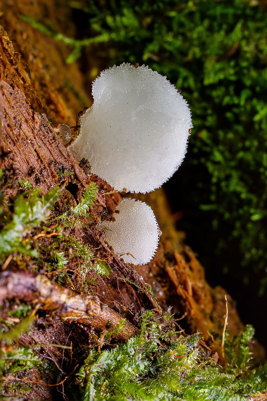 mushroom, mini mushroom, sponge, small mushroom, moss, forest, HD wallpaper
