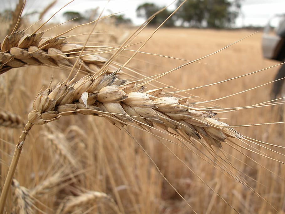 Wheat Field, Cereal, Landscape, agriculture, grain, cereal Plant HD wallpaper