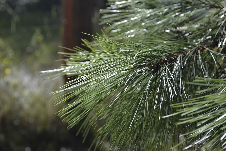 Tree, Texture, Nature, green, environment, needle - plant part HD wallpaper