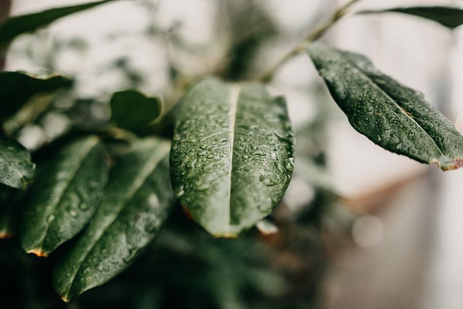 untitled, leaf, plant, bush, tree, wet, green color, close-up HD wallpaper