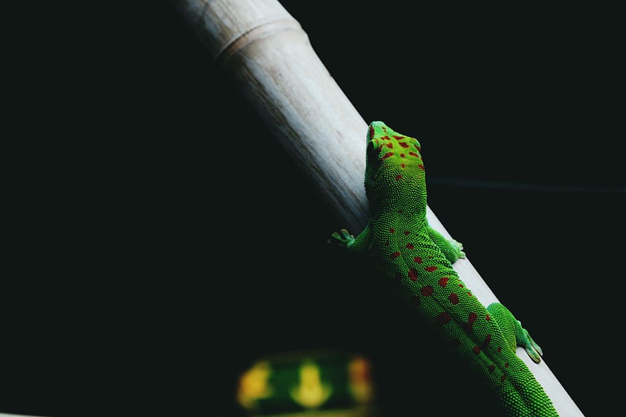 green lizard walking on a tree branch, green and brown reptile on branch HD wallpaper