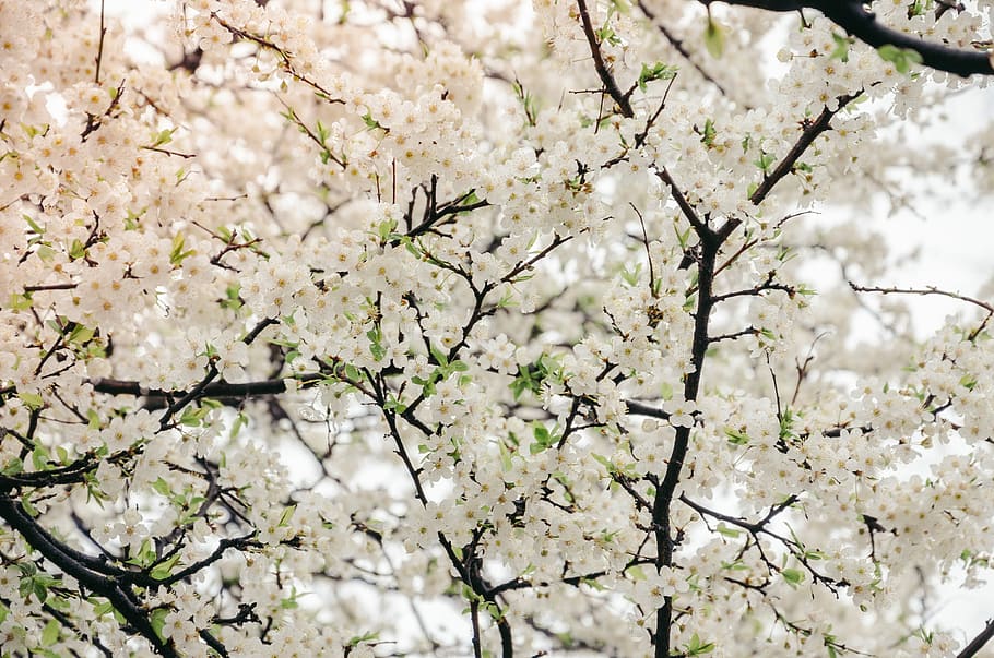 white flowers, cherry blossoms, blossom tree, cherry tree, atmospheric HD wallpaper