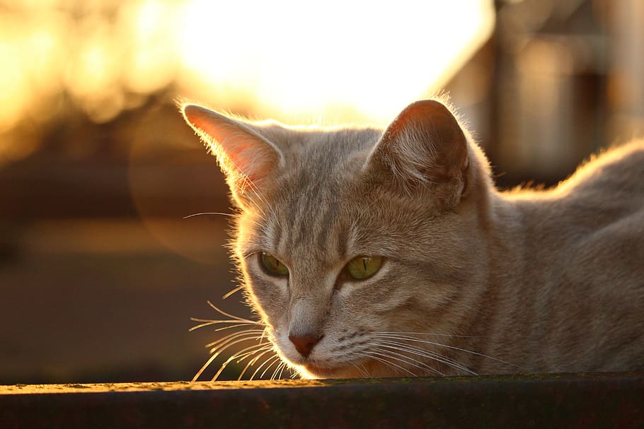 cat, cat face, light, evening light, autumn, mackerel, cat portrait HD wallpaper