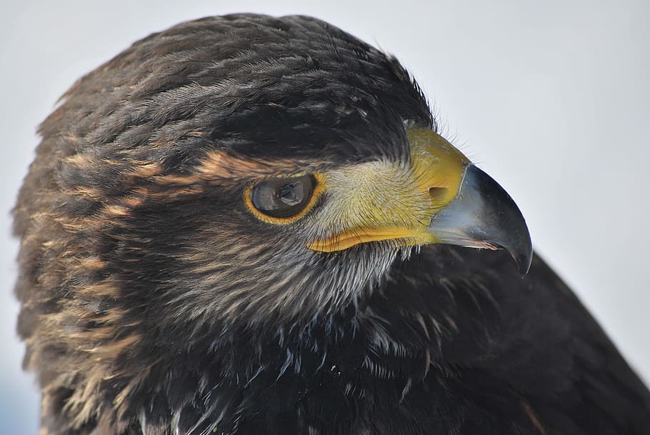 Harris Hawk, Raptor, Falconry, one animal, beak, bird, animal body part HD wallpaper