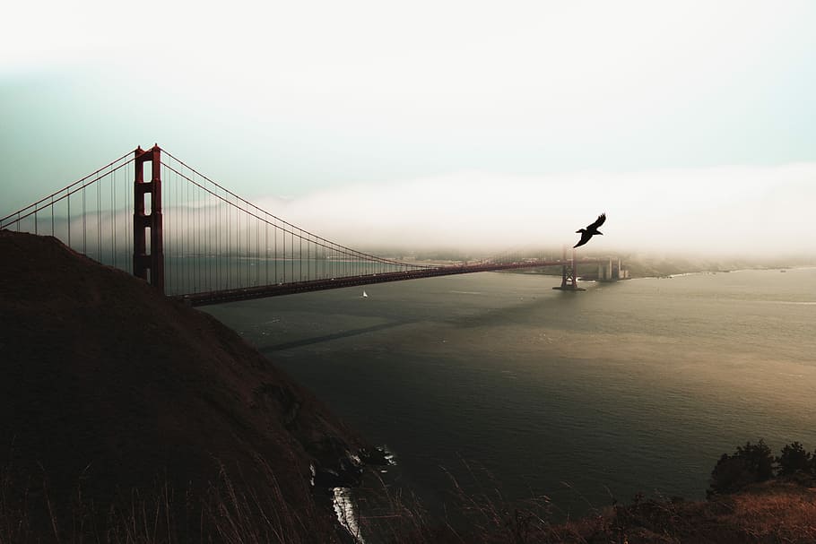 Golden Gate Bridge, San Francisco California, black flying bird near Golden Gate Bridge HD wallpaper
