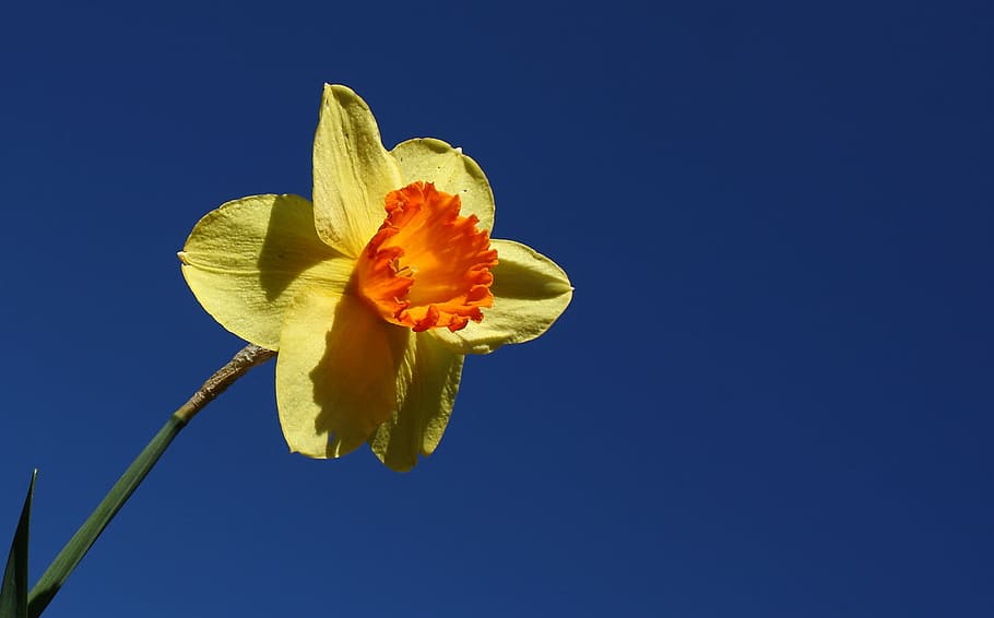 daffodil, flower, spring, yellow, colorful, nature, plant, petal HD wallpaper