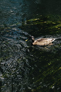 River, water, river current, bird, nature, animal, duck, wildlife HD wallpaper