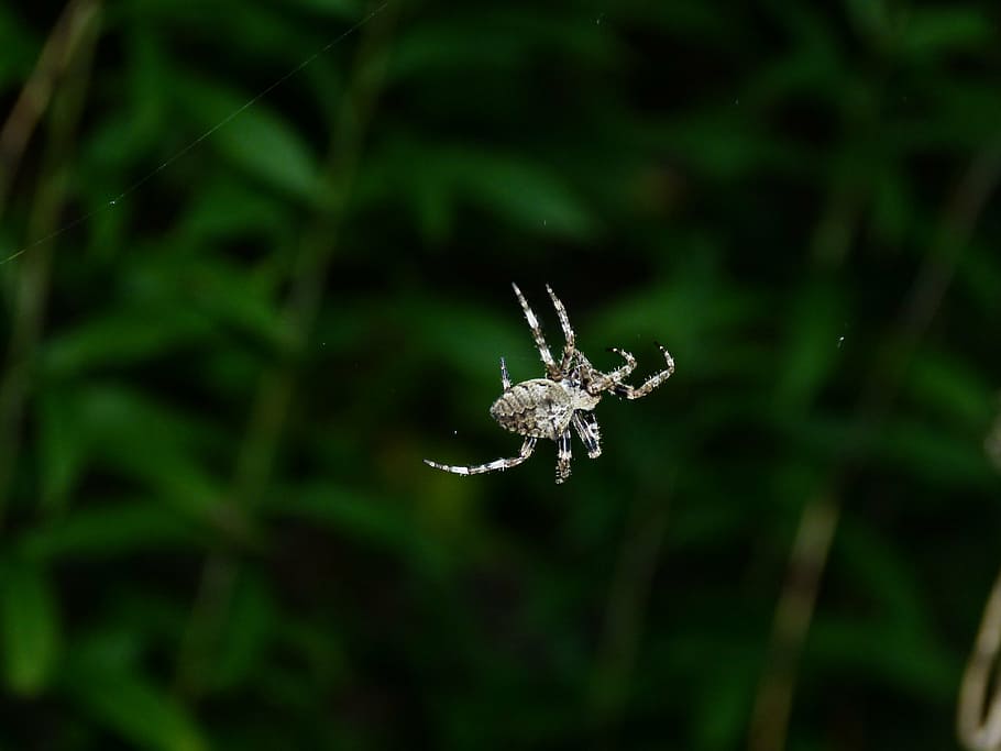 spider, thr, with, flash, twilight, macro, insect, nature, animal HD wallpaper