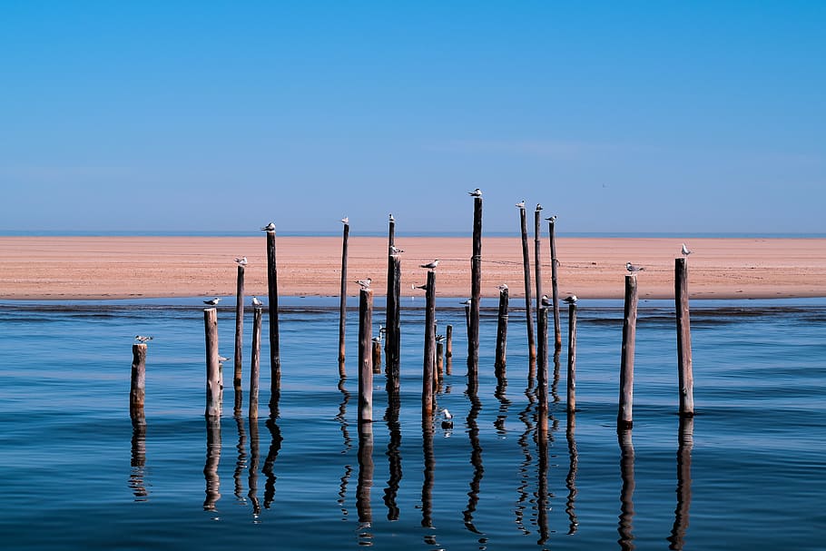 birds on wooden post in water during daytime, wood posts on calm body of water HD wallpaper