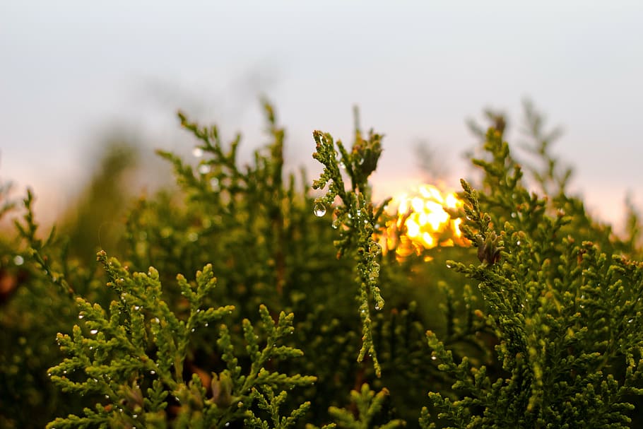 nature, sunset, light, nightfall, summer, yellow, landscape HD wallpaper