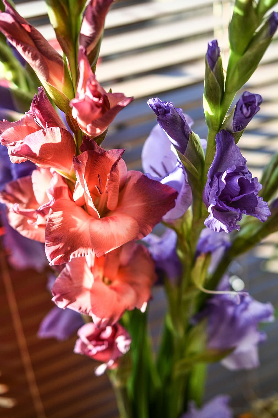 Gladiola, Gladioli, Flowers, Colors, colorful, nature, decoration, HD wallpaper