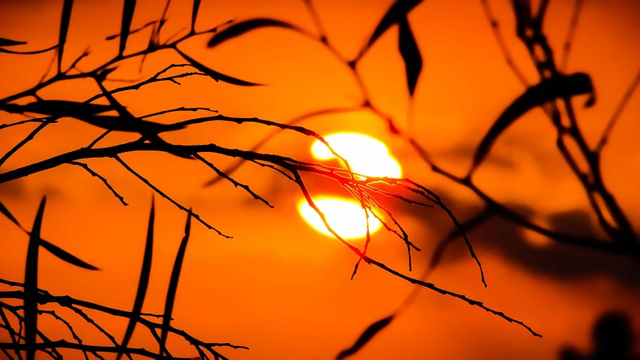 silhouette photo of plant during sunset, branch, nature, tree HD wallpaper