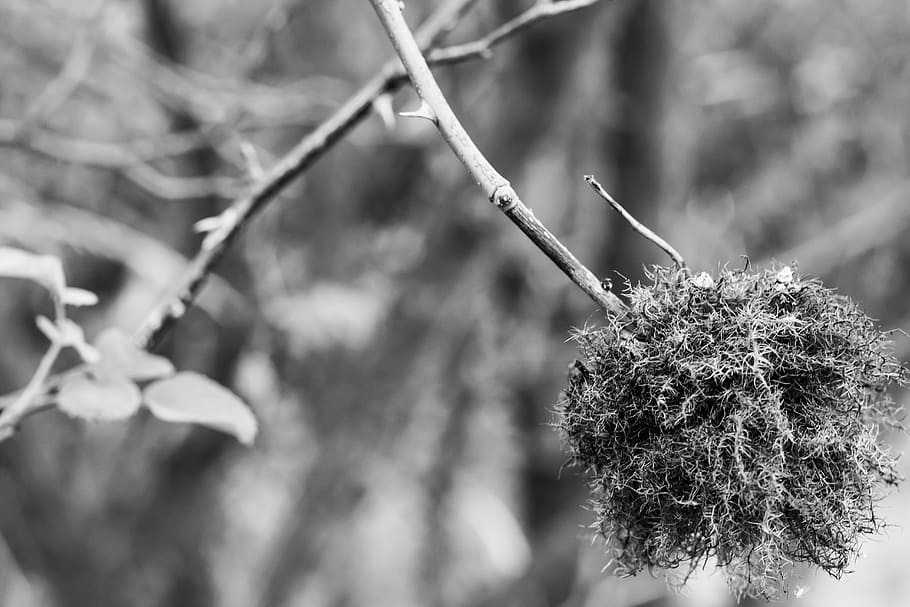 flower, nature, forest, fluff, bush, spiny shrub, spines, beauty HD wallpaper