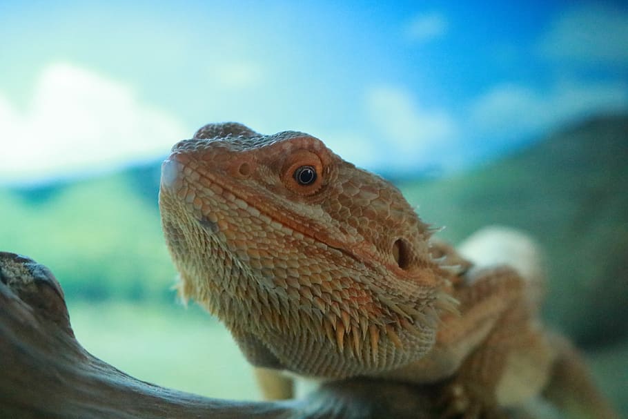 reptile, lizard, dragon, exotic, tropical, one animal, animal themes HD wallpaper