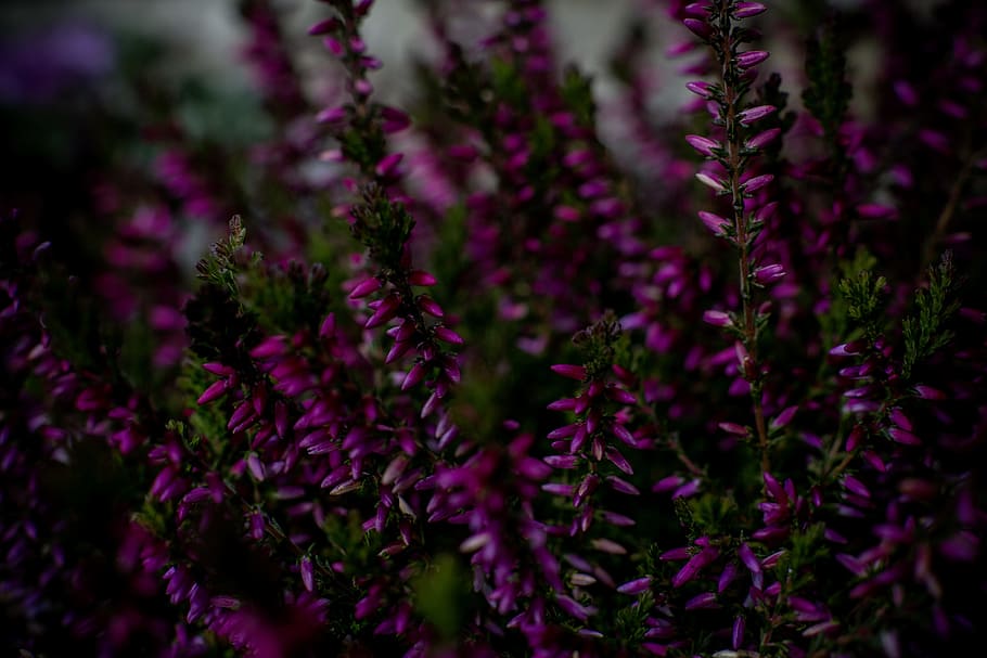 nature, purple, plant, blur, botanical, bunch, close-up, color HD wallpaper