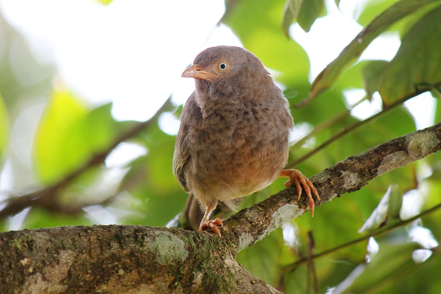 Bird, Fly, Wings, Feather, Wildlife, beak, dom, outdoor, avian HD wallpaper