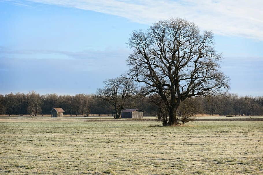 tree, individually, silhouette, nature, field, meadow, barn HD wallpaper
