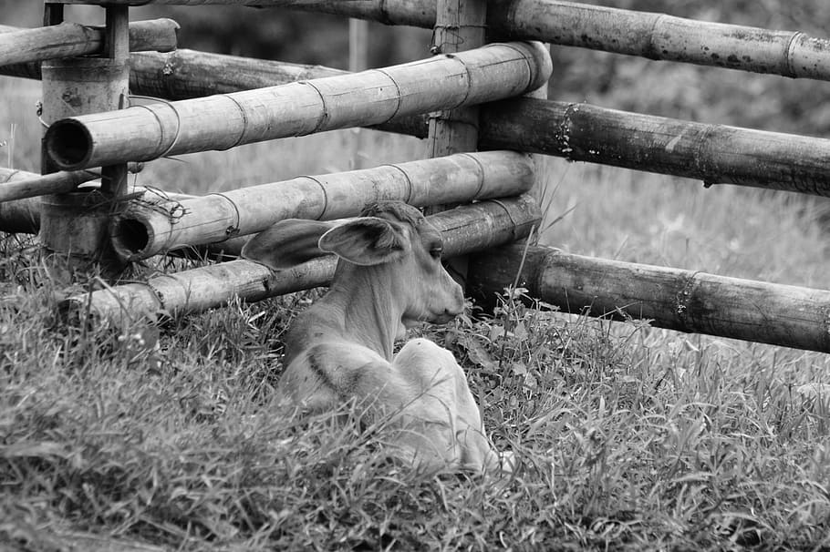 Fauna, Ulloa, Risaralda, Colombia, grass, farm, pipe - tube HD wallpaper